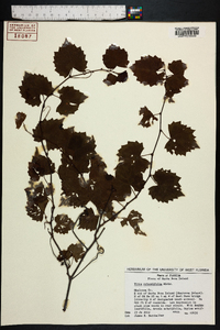 Vitis rotundifolia image