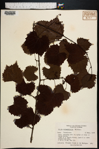 Vitis rotundifolia image