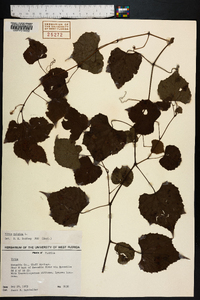 Vitis vulpina image