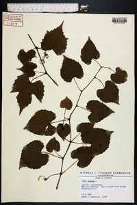 Vitis vulpina image