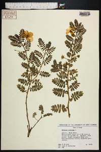 Tribulus cistoides image