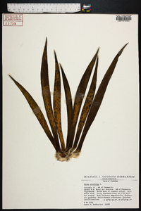 Yucca aloifolia image