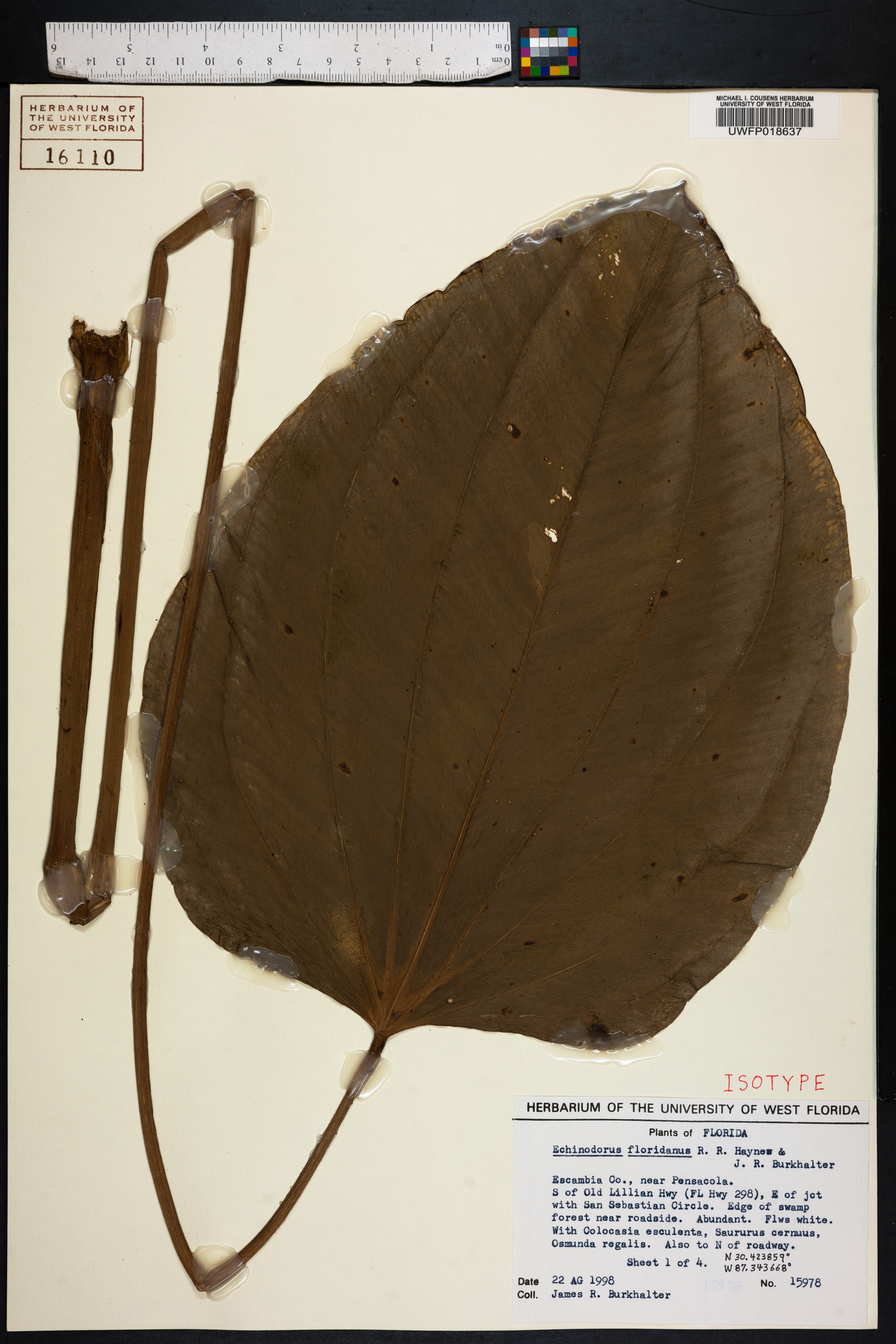Echinodorus floridanus image