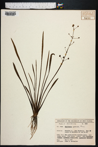 Sagittaria graminea image