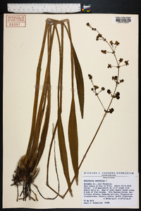 Sagittaria lancifolia image