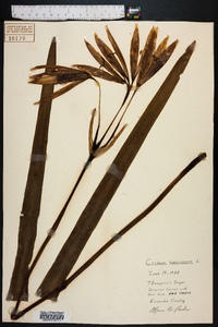 Crinum americanum image