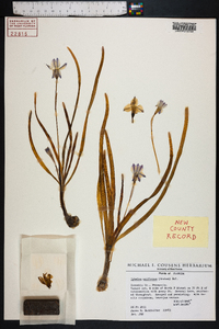 Ipheion uniflorum image