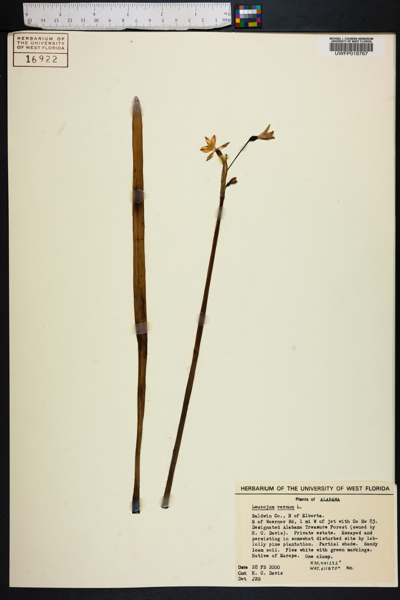 Leucojum vernum image