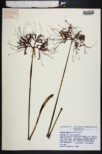 Lycoris radiata image