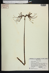 Lycoris radiata image