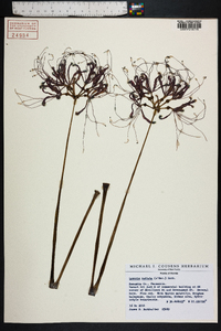 Lycoris radiata image