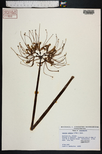 Lycoris radiata image