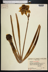 Narcissus pseudonarcissus image