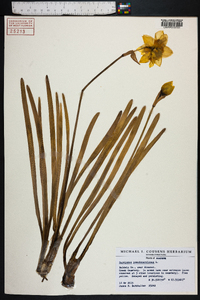 Narcissus pseudonarcissus image