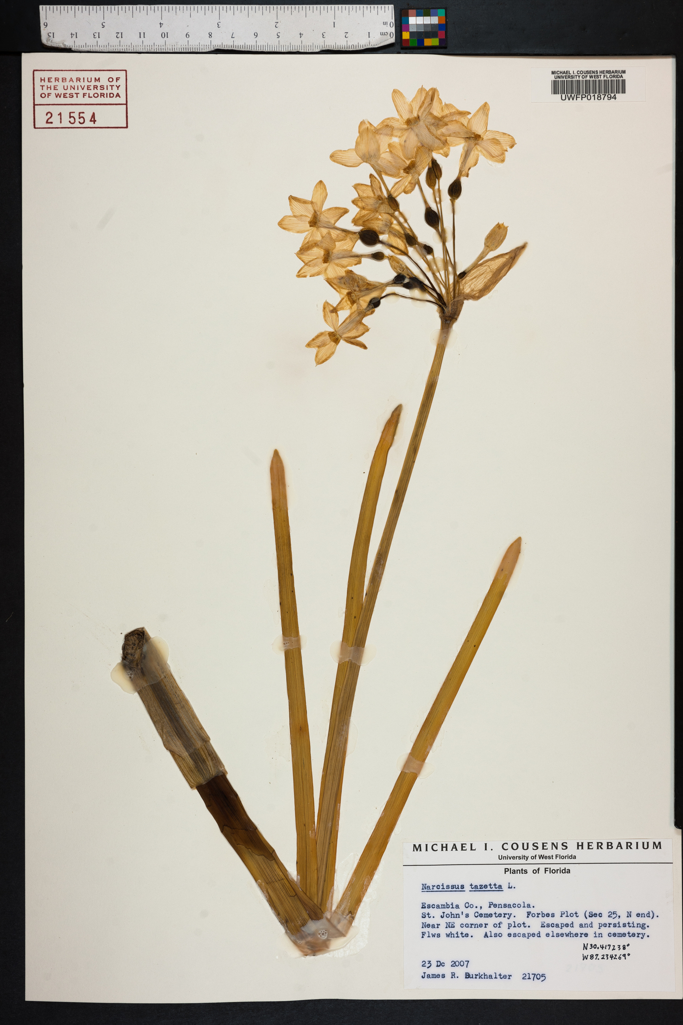 Narcissus tazetta image
