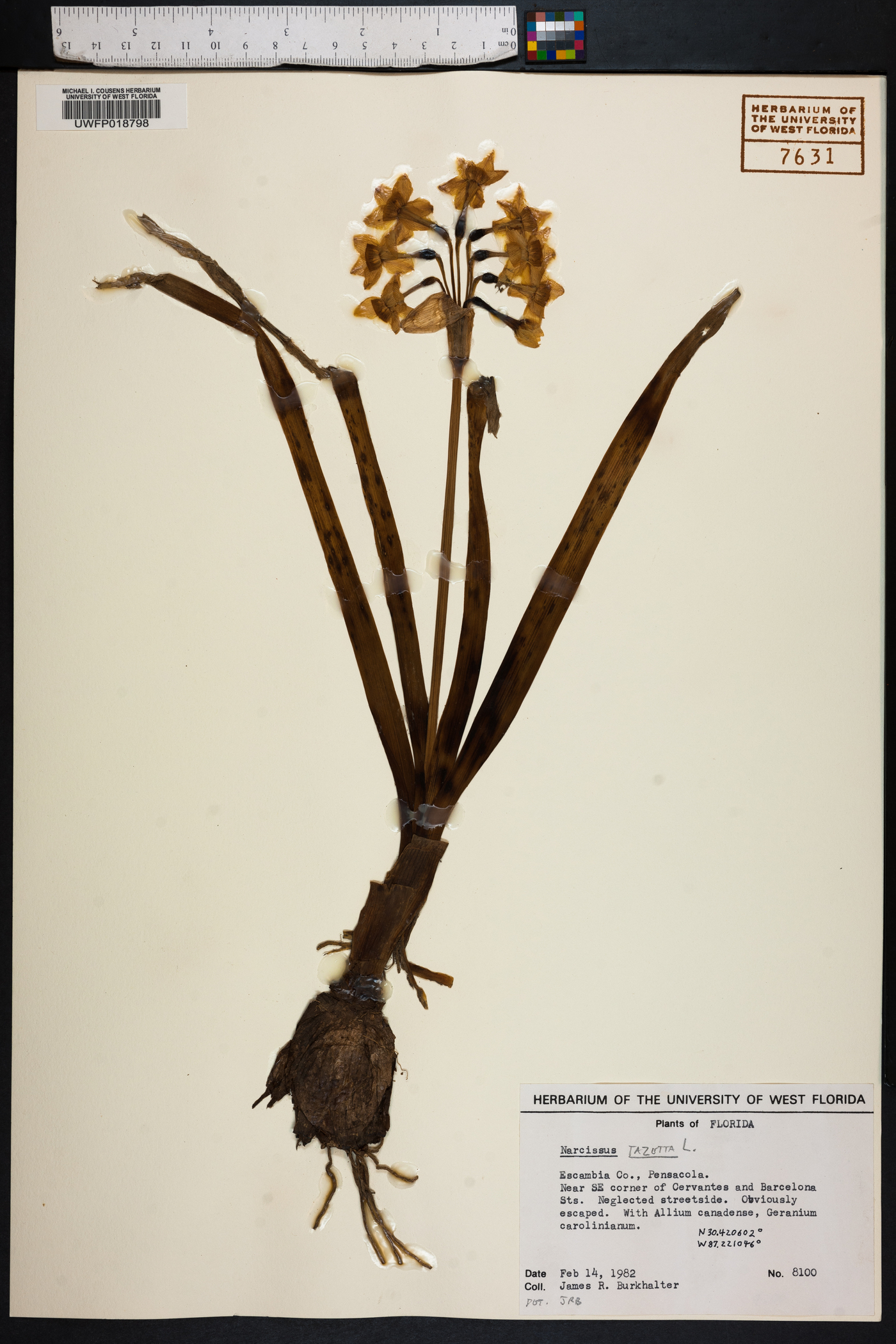 Narcissus tazetta image