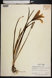 Zephyranthes atamasca image