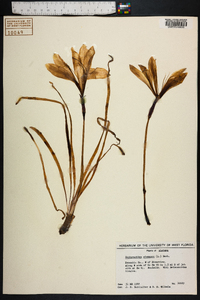 Zephyranthes atamasca image