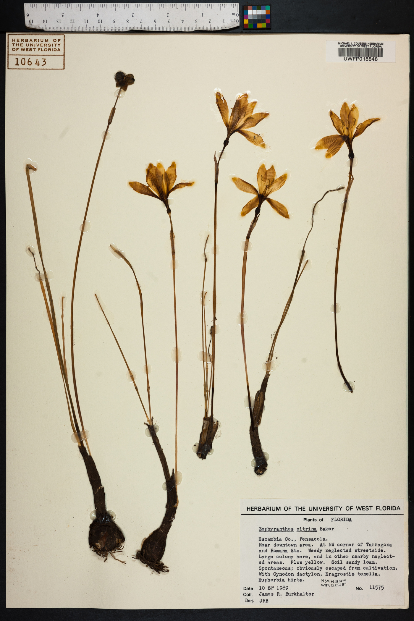 Zephyranthes citrina image