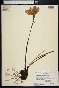 Zephyranthes grandiflora image