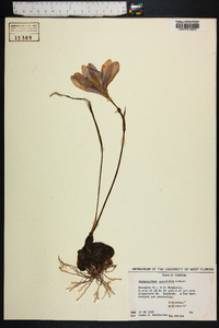 Zephyranthes grandiflora image