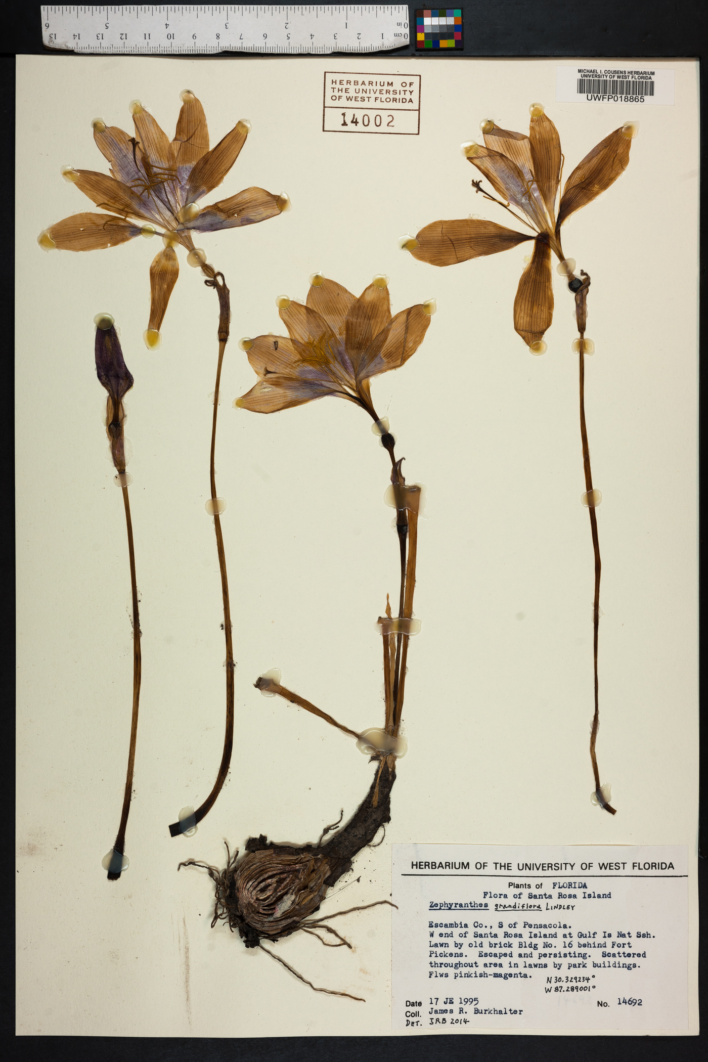 Zephyranthes grandiflora image