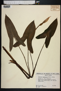 Peltandra sagittifolia image