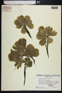 Pistia stratiotes image