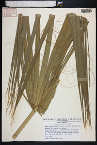 Sabal palmetto image