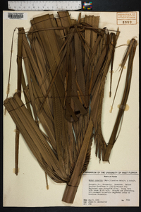 Sabal palmetto image