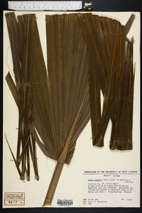 Sabal palmetto image