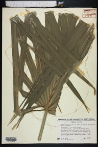 Sabal palmetto image