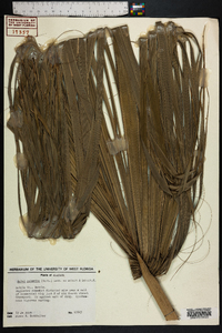 Sabal palmetto image