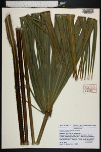 Serenoa repens image