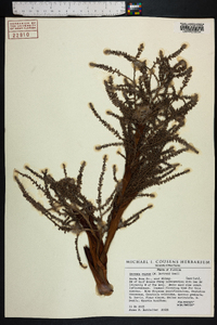 Serenoa repens image