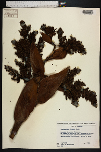 Trachycarpus fortunei image