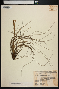 Tillandsia bartramii image