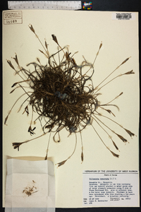 Tillandsia recurvata image