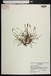 Tillandsia recurvata image