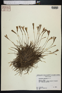 Tillandsia recurvata image