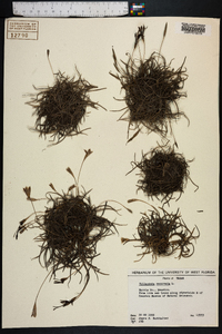 Tillandsia recurvata image