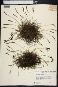 Tillandsia recurvata image