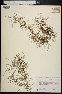 Tillandsia usneoides image