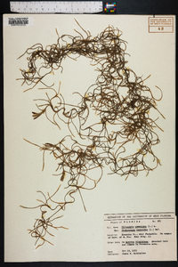 Tillandsia usneoides image