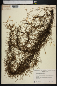 Tillandsia usneoides image