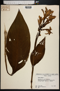 Canna indica image