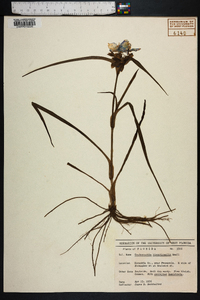 Tradescantia hirsuticaulis image