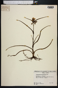 Tradescantia hirsuticaulis image