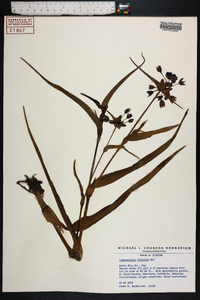 Tradescantia ohiensis image