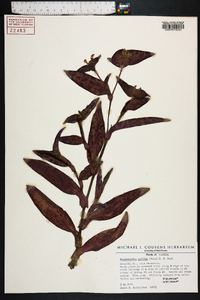 Tradescantia pallida image